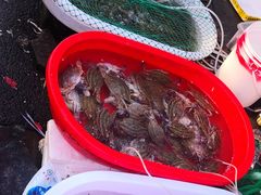 -芦潮港集贸市场