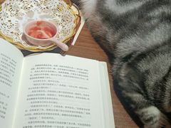 -猫色咖啡·猫咖