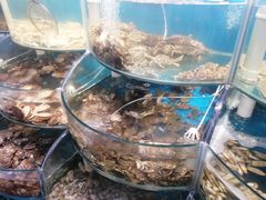-仙螺岛海鲜自助餐厅(总店)