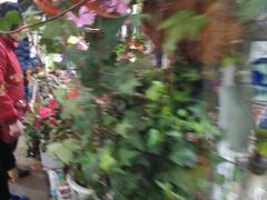 -万商花鸟市场