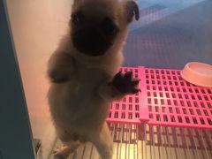 -1013 PET SHOP 宠物商店(近铁城市广场店)