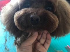 -优缇多格专业宠物美容师培训学校