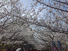 -高东镇樱花园
