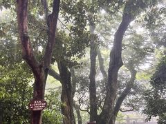 -普陀山慧济禅寺