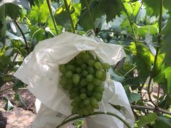 -马陆小张葡萄园农家乐