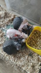-Moni星球萌宠·小马宝莉·灵蛇·高端高阶全萌宠互动体验俱乐部(红豆国际广场店)