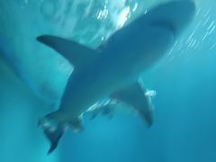 -北戴河圣蓝海洋公园