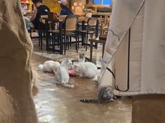 -猫猫幼稚园·撸猫·桌游·电玩
