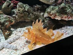 -暹罗海洋世界