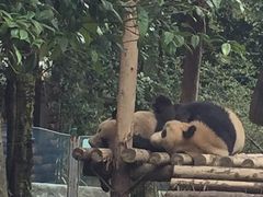 -贵州森林野生动物园