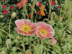 -人民公园(罗湖区)