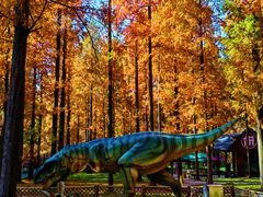 -黄海国家森林公园