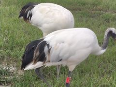 -盐城丹顶鹤湿地生态旅游区