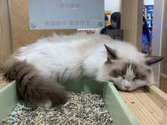 -屋虎猫馆(宝安大仟里店)