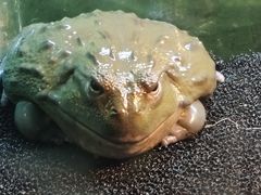 -上海大自然野生昆虫馆
