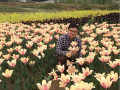iphone_upload_pic-荷兰花海
