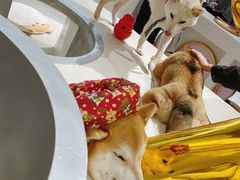 -柴务处·柴犬主题狗咖