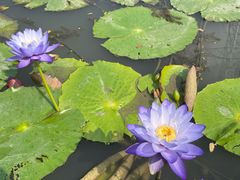 -池杉湖湿地公园