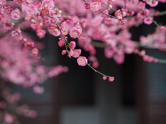 -杭州西湖风景名胜区-白苏二公祠