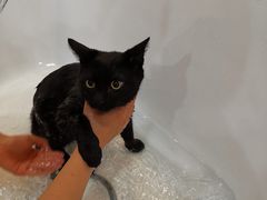 -momokira米努特·德文卷毛猫·棉花面纱犬