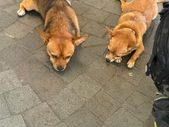 -乌布德传统市场