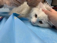 -纳吉亚猫专科动物诊疗中心(蒋宅口分院)