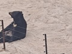 -青藏高原野生动物园
