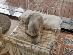-糯米喵星人总部直营旗舰店·猫舍·幼猫出售
