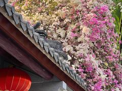 -深圳国际园林花卉博览园