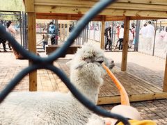 -长白岛森林公园