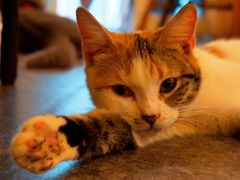 -猫色咖啡·猫咖