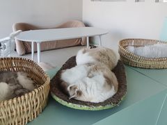 -怪兽屋·羊驼·猫咖·狗咖(俊华广场店)