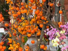 -溪岸路花鸟市场