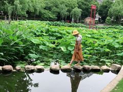 -陈家山荷花公园