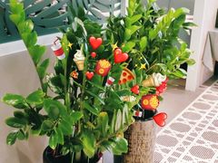 -百年果林椰子鸡(益田假日里店)