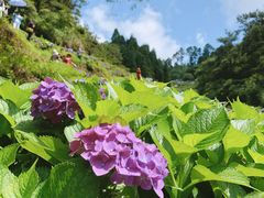 -鼓岭旅游度假区