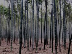 -同里国家湿地公园