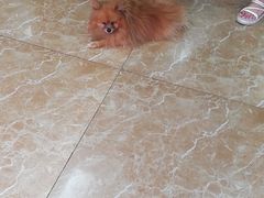 -A猫a狗全科·犬猫异宠·芥西宠物医院(南开总院)