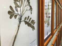 -广东中医药博物馆
