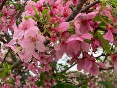 -天适樱花悠乐园