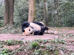 -中国大熊猫保护研究中心雅安碧峰峡基地