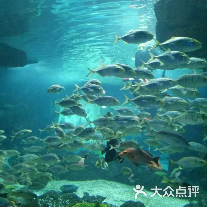 石家庄海悦天地海洋公园图片-北京海洋馆-大众点评网