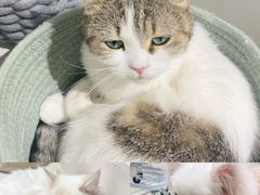 -怪兽屋·羊驼·猫咖·狗咖(俊华广场店)