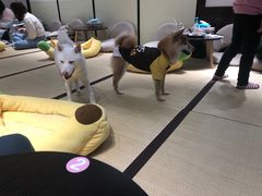 -逗柴咖啡屋·狗咖猫咖宠物桌游