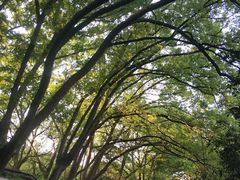 -上海佘山国家森林公园天马山园