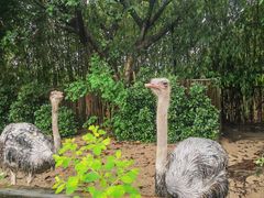 -广州长隆飞鸟乐园