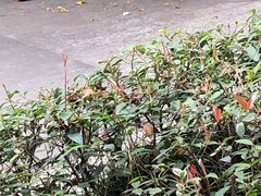 -沈坚强游泳俱乐部(长征分部)