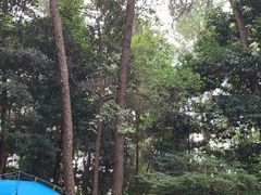 -铁山坪森林公园