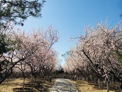 -大兴滨河森林公园