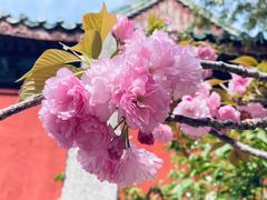 -洛阳市隋唐城遗址植物园